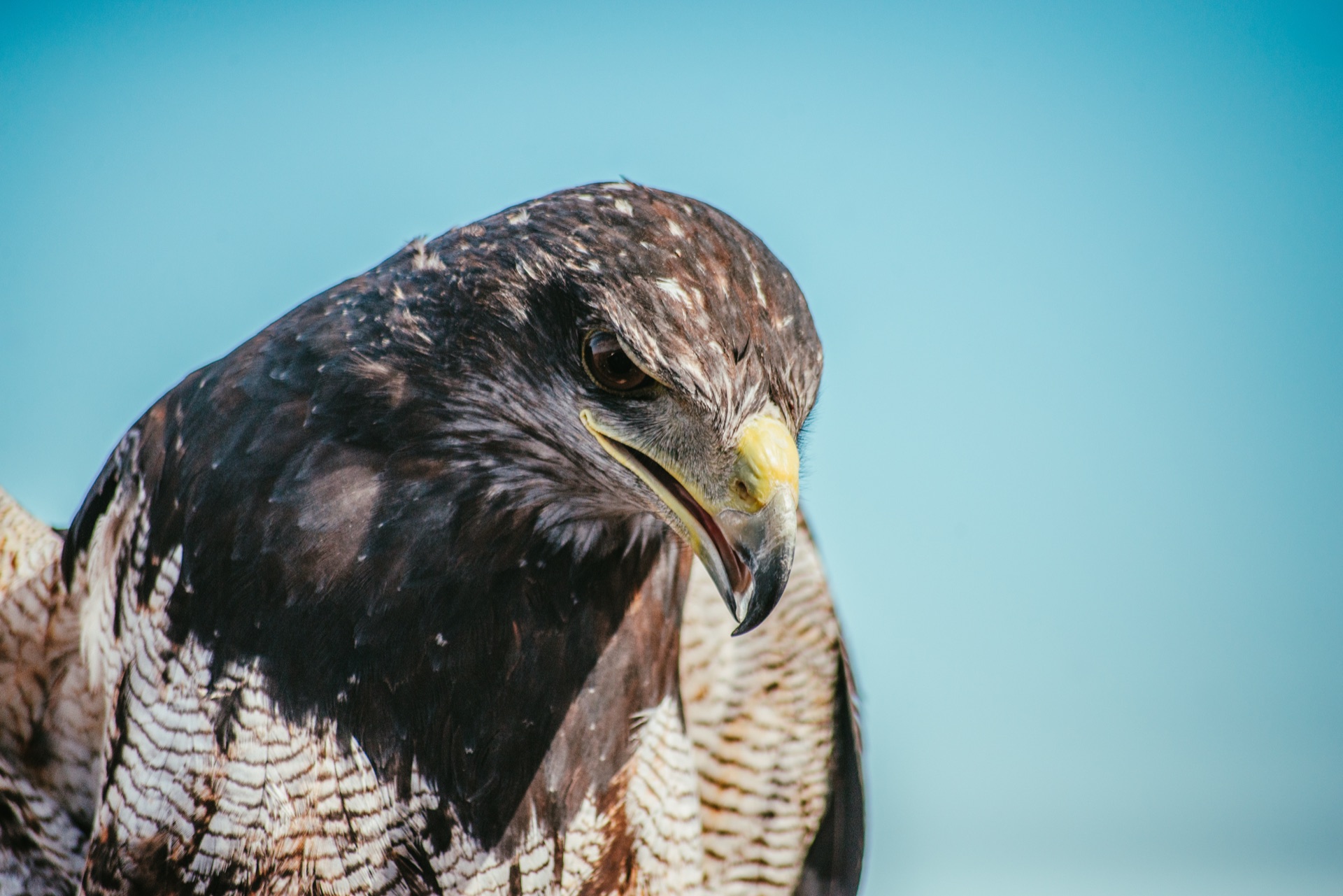 Águila Mora estudiando terreno — Expedición