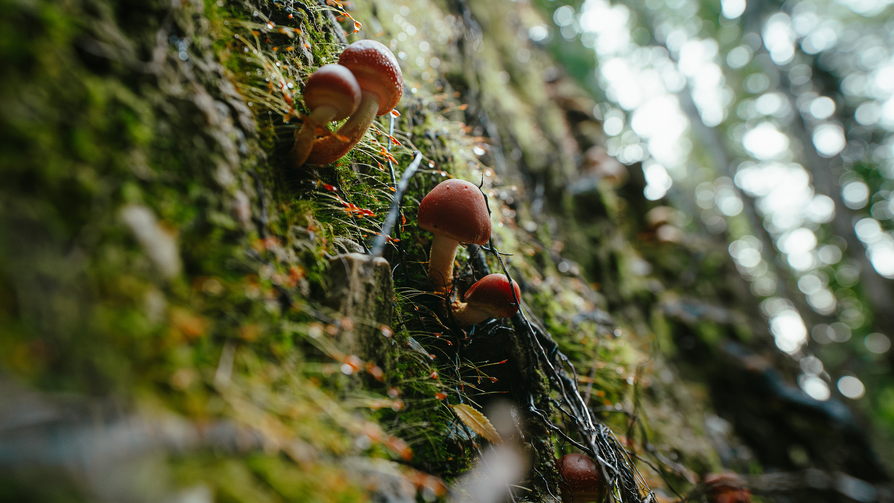 Funga — Documental hongos bosque nativo