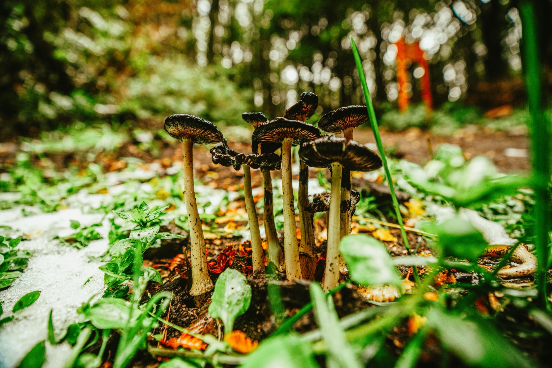 En la búsqueda de hongos — Documental Fungi
